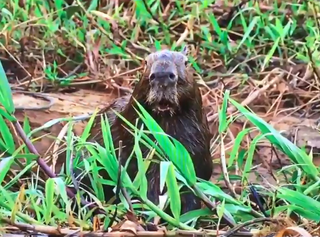 Shocked Capybara Shocked Capybara